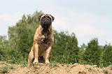 BULLMASTIFF 328